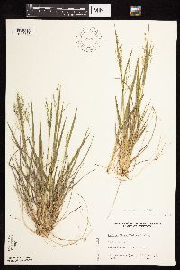 Dichanthelium perlongum image