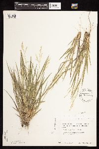 Dichanthelium perlongum image