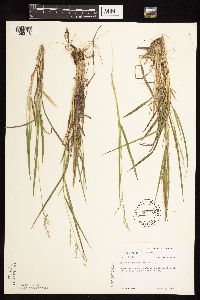 Dichanthelium perlongum image