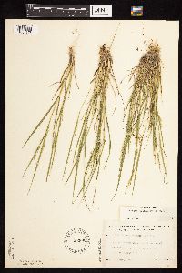 Dichanthelium depauperatum image