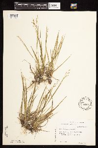 Dichanthelium depauperatum image