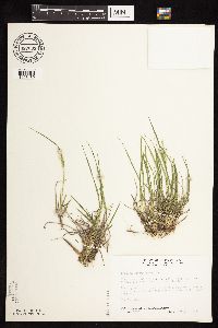 Dichanthelium depauperatum image
