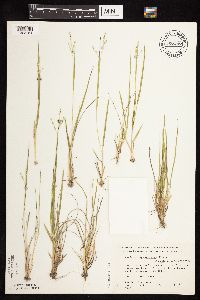 Dichanthelium depauperatum image