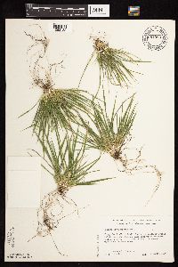 Dichanthelium depauperatum image