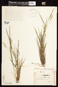 Dichanthelium depauperatum image