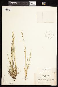 Dichanthelium depauperatum image