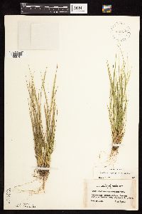 Dichanthelium depauperatum image