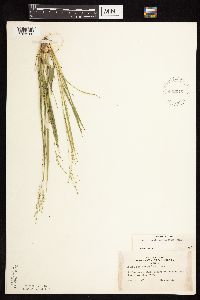 Dichanthelium depauperatum image