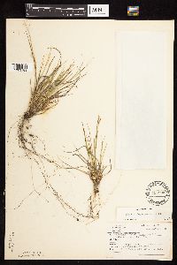 Dichanthelium depauperatum image