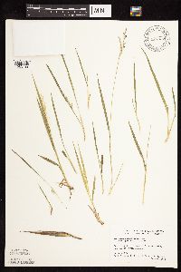 Dichanthelium depauperatum image