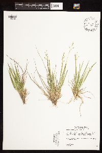 Dichanthelium depauperatum image