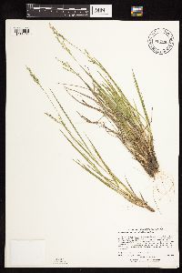 Dichanthelium perlongum image