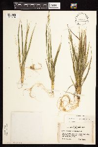 Dichanthelium depauperatum image