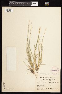 Dichanthelium depauperatum image