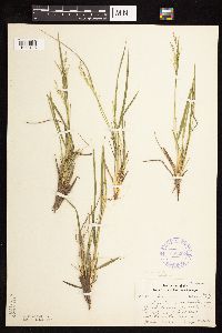 Dichanthelium depauperatum image