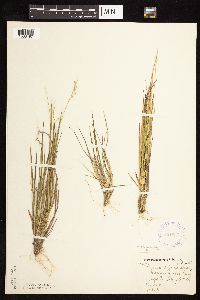 Dichanthelium depauperatum image