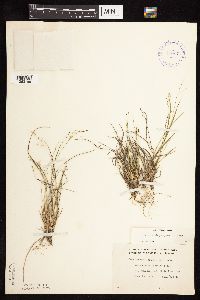 Dichanthelium depauperatum image