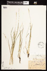 Dichanthelium perlongum image