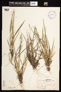 Dichanthelium perlongum image