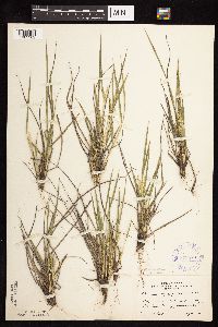 Dichanthelium perlongum image