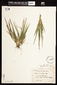 Dichanthelium linearifolium image