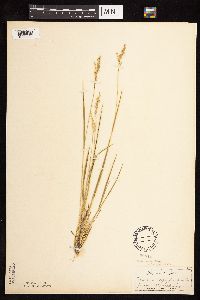 Dichanthelium perlongum image