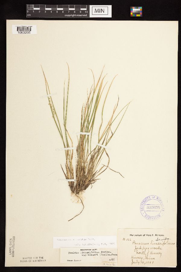 Dichanthelium linearifolium x depauperatum image