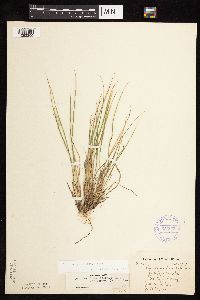 Media resource of Dichanthelium linearifolium