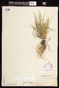 Dichanthelium depauperatum image
