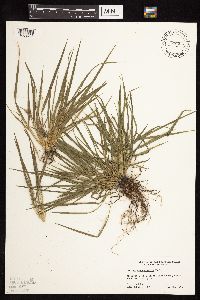 Dichanthelium depauperatum image