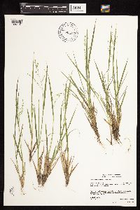 Dichanthelium depauperatum image