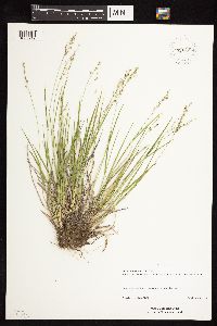 Dichanthelium linearifolium image