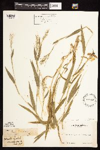 Dichanthelium dichotomum image