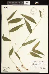 Dichanthelium latifolium image
