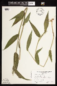 Dichanthelium latifolium image