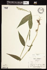 Dichanthelium latifolium image