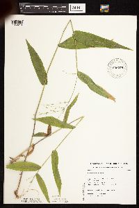 Dichanthelium latifolium image
