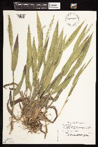 Dichanthelium xanthophysum image