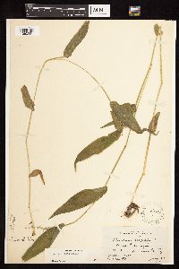 Dichanthelium latifolium image