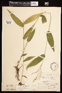 Dichanthelium latifolium image