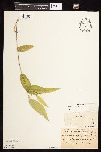 Dichanthelium latifolium image