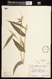 Dichanthelium latifolium image