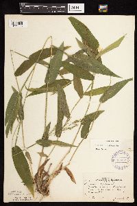 Dichanthelium latifolium image