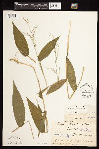 Dichanthelium latifolium image