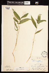 Dichanthelium latifolium image