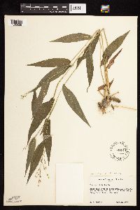 Dichanthelium latifolium image