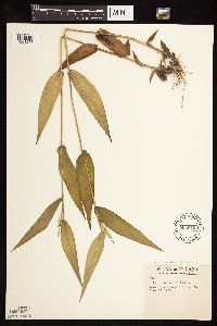 Dichanthelium latifolium image