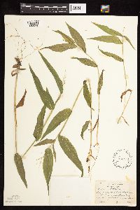 Dichanthelium latifolium image