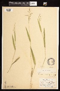 Dichanthelium leibergii image