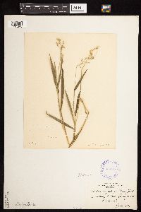 Dichanthelium leibergii image